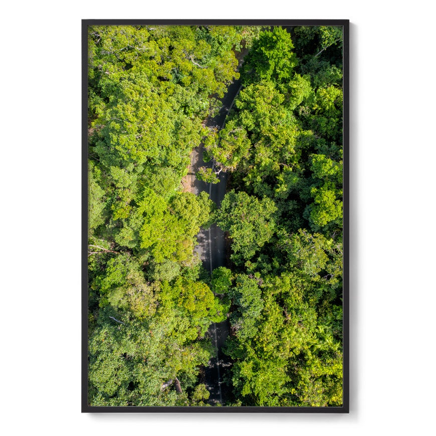 Cape Tribulation Road #2 - Framed Print