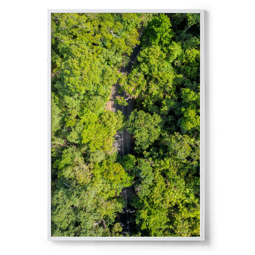 Cape Tribulation Road #2 - Framed Print