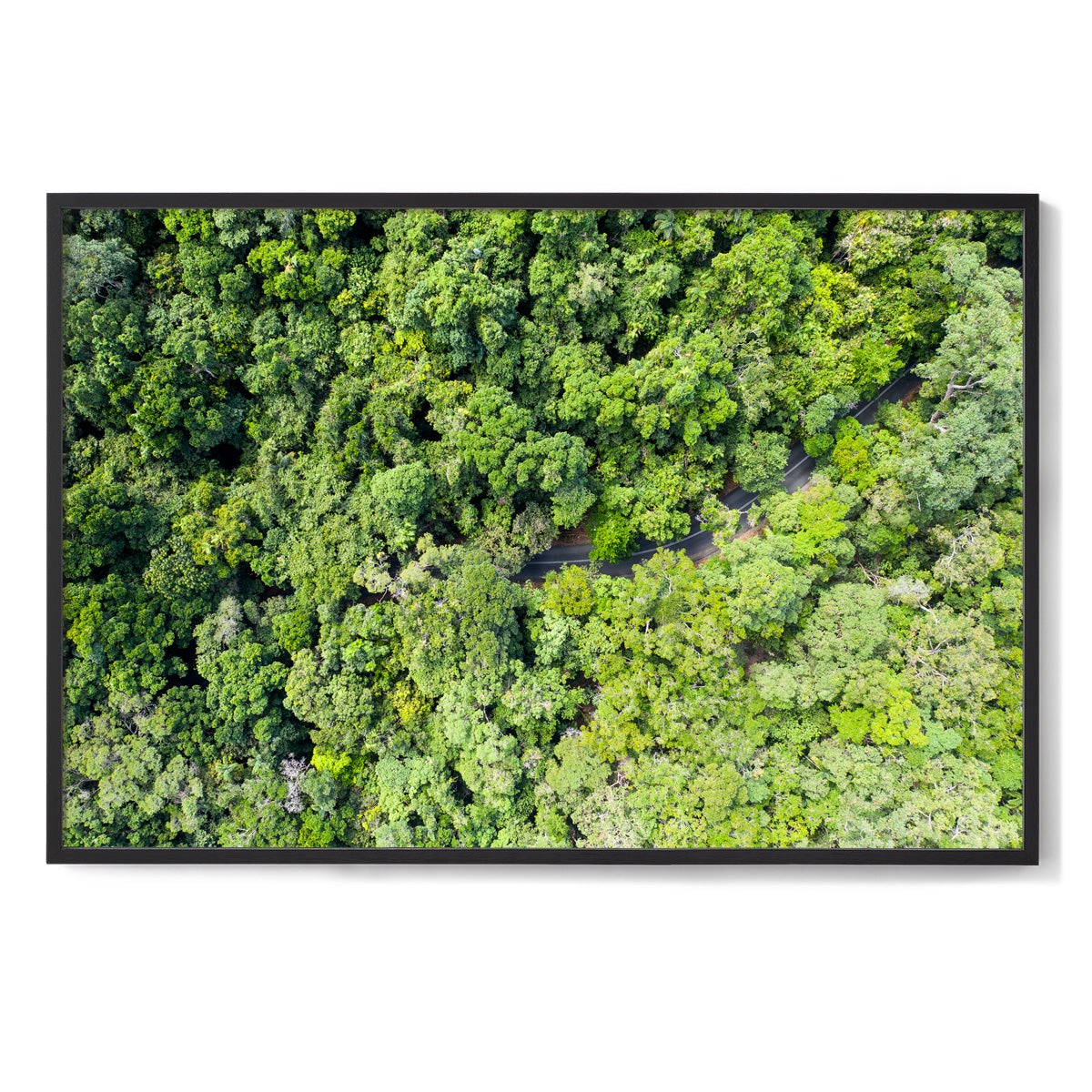 Cape Tribulation Road #3 - Framed Print