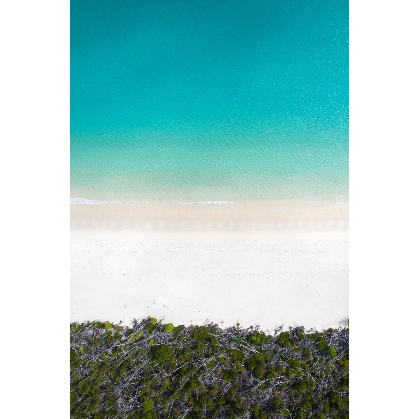 Whitehaven Beach and Forest Abstract - Acrylic Print