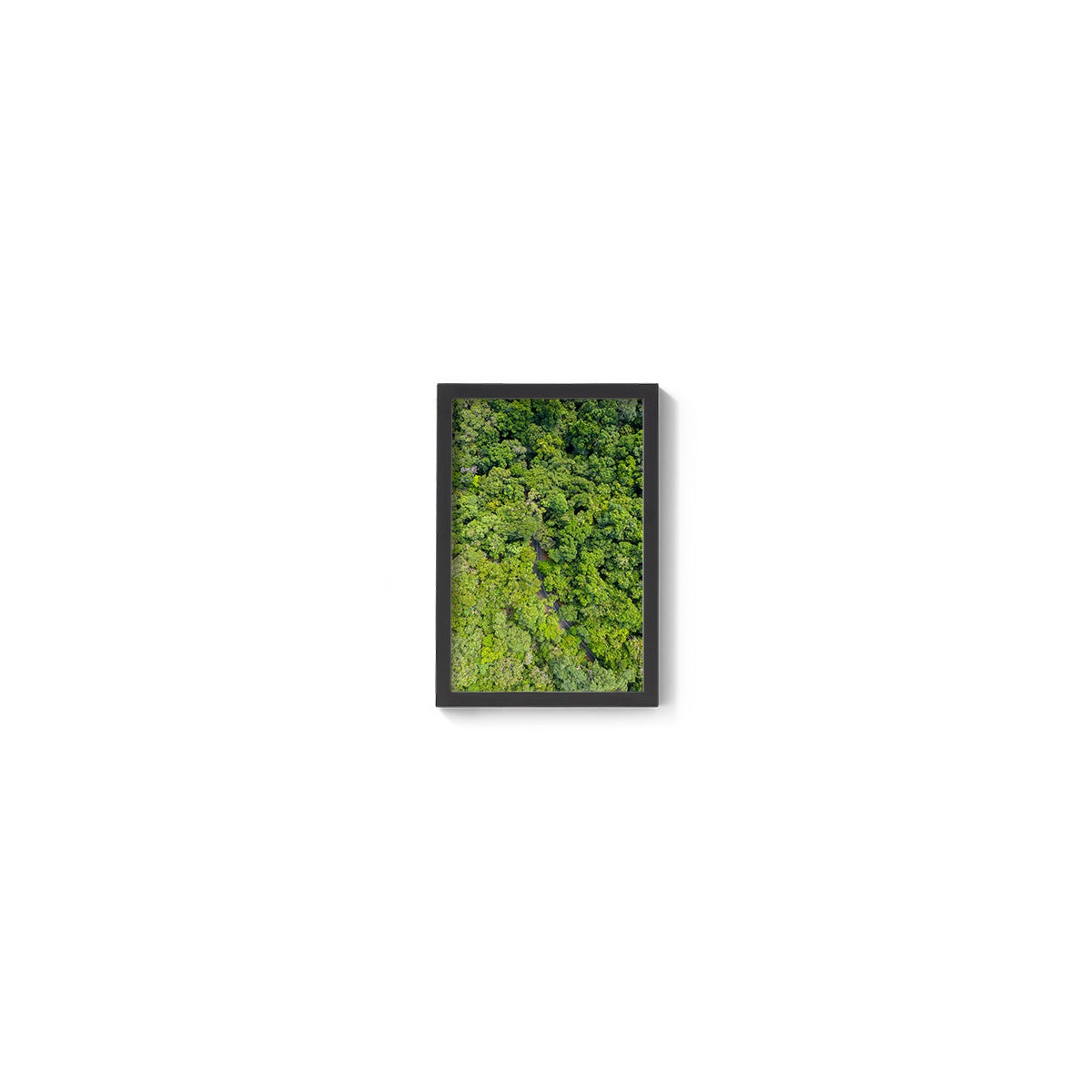 Cape Tribulation Road #1 - Framed Print