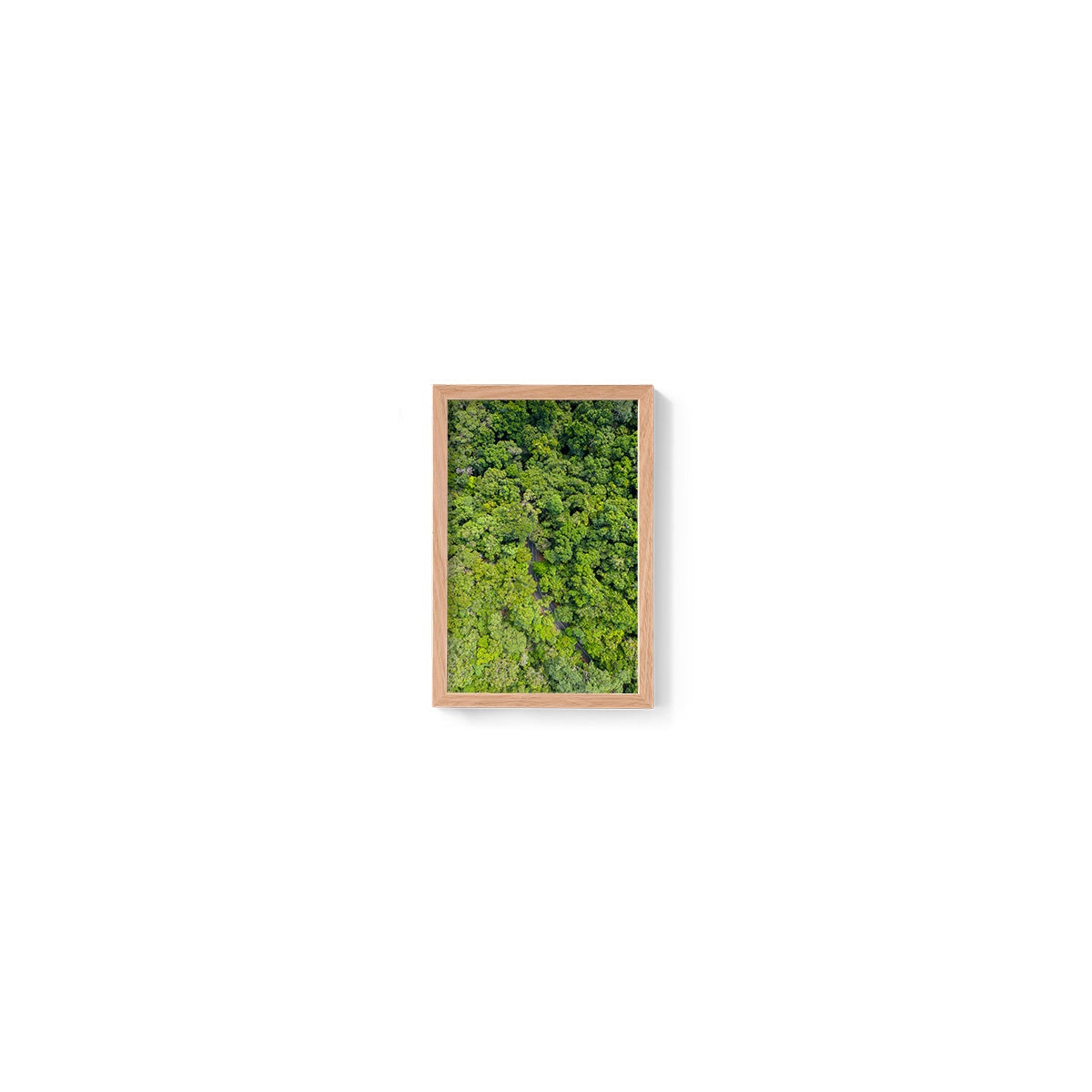 Cape Tribulation Road #1 - Framed Print