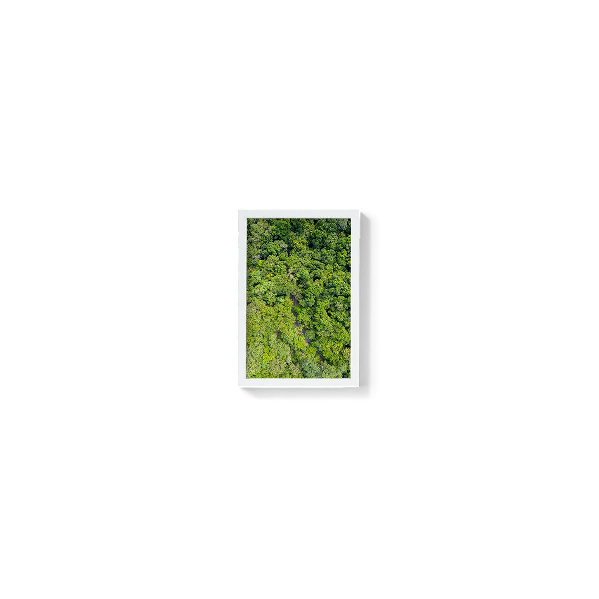 Cape Tribulation Road #1 - Framed Print
