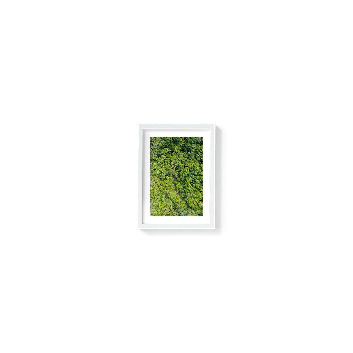 Cape Tribulation Road #1 - Framed Print