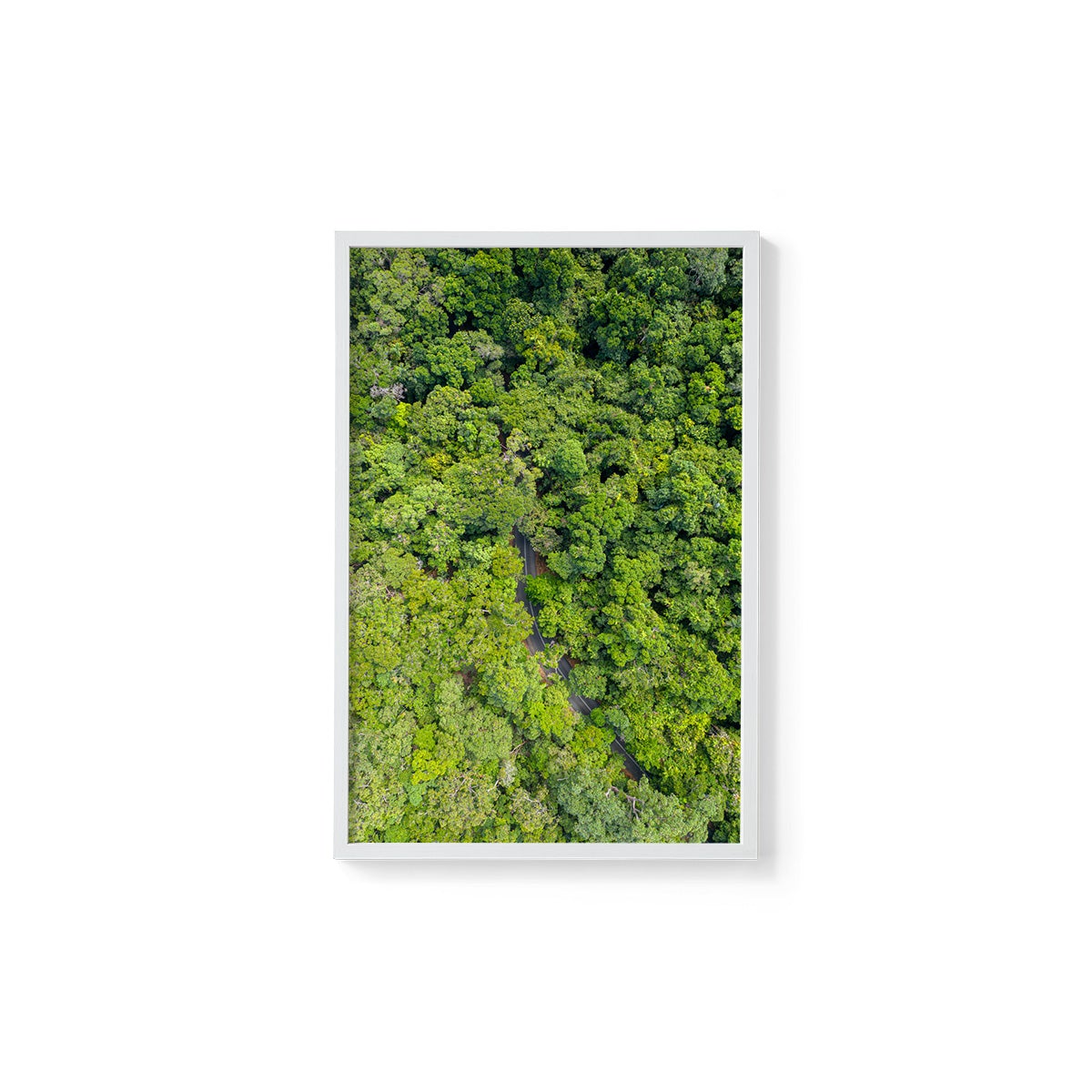 Cape Tribulation Road #1 - Framed Print