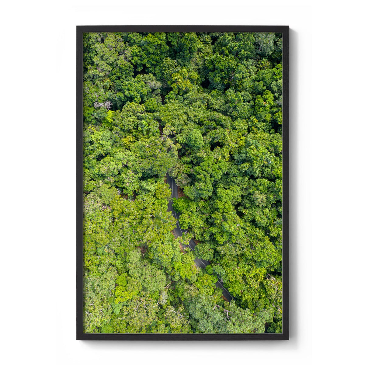 Cape Tribulation Road #1 - Framed Print