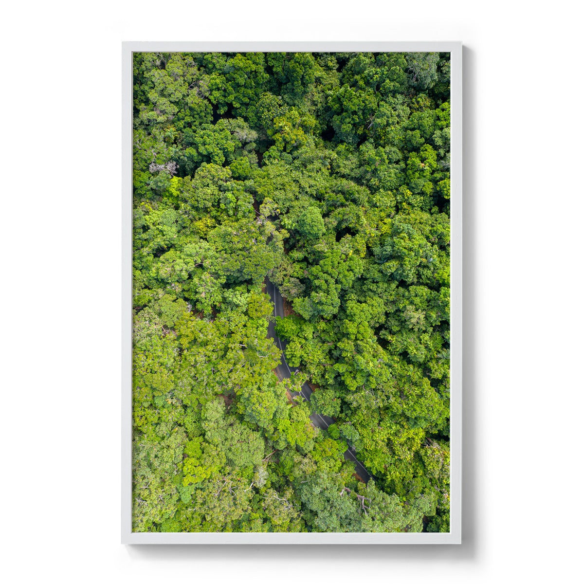 Cape Tribulation Road #1 - Framed Print