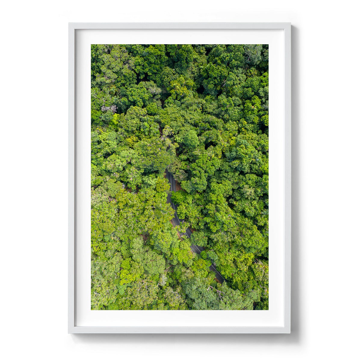 Cape Tribulation Road #1 - Framed Print