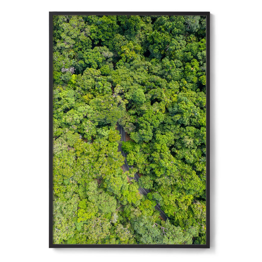 Cape Tribulation Road #1 - Framed Print