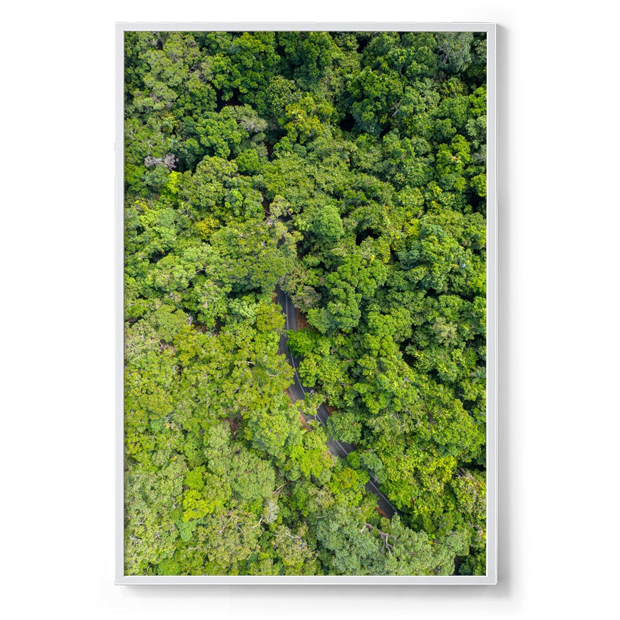 Cape Tribulation Road #1 - Framed Print