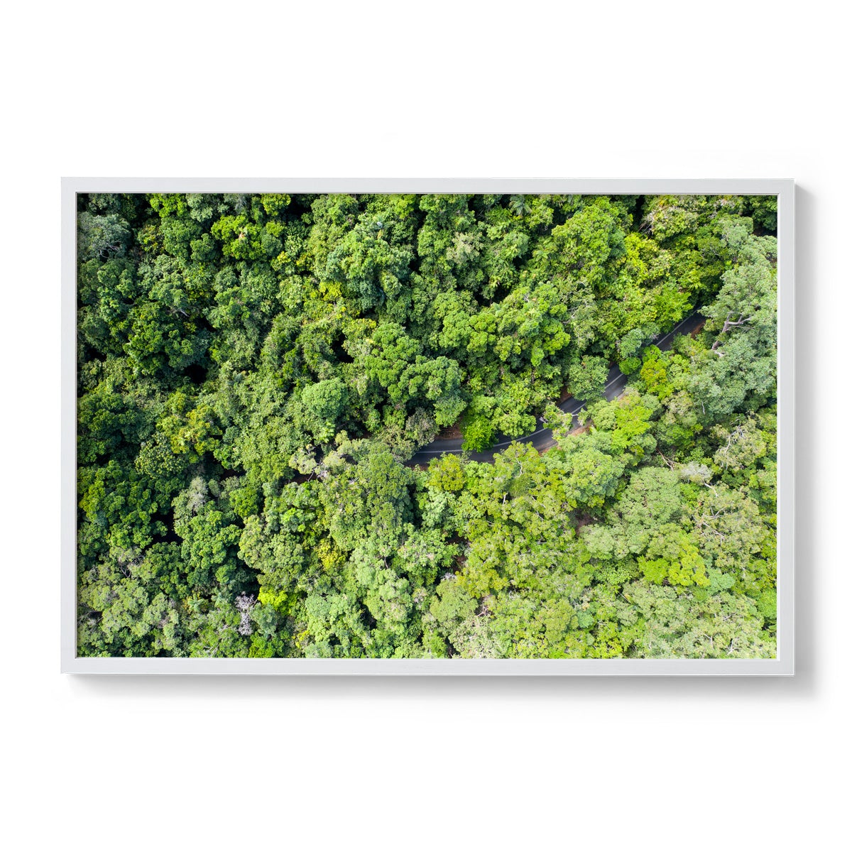 Cape Tribulation Road #3 - Framed Print