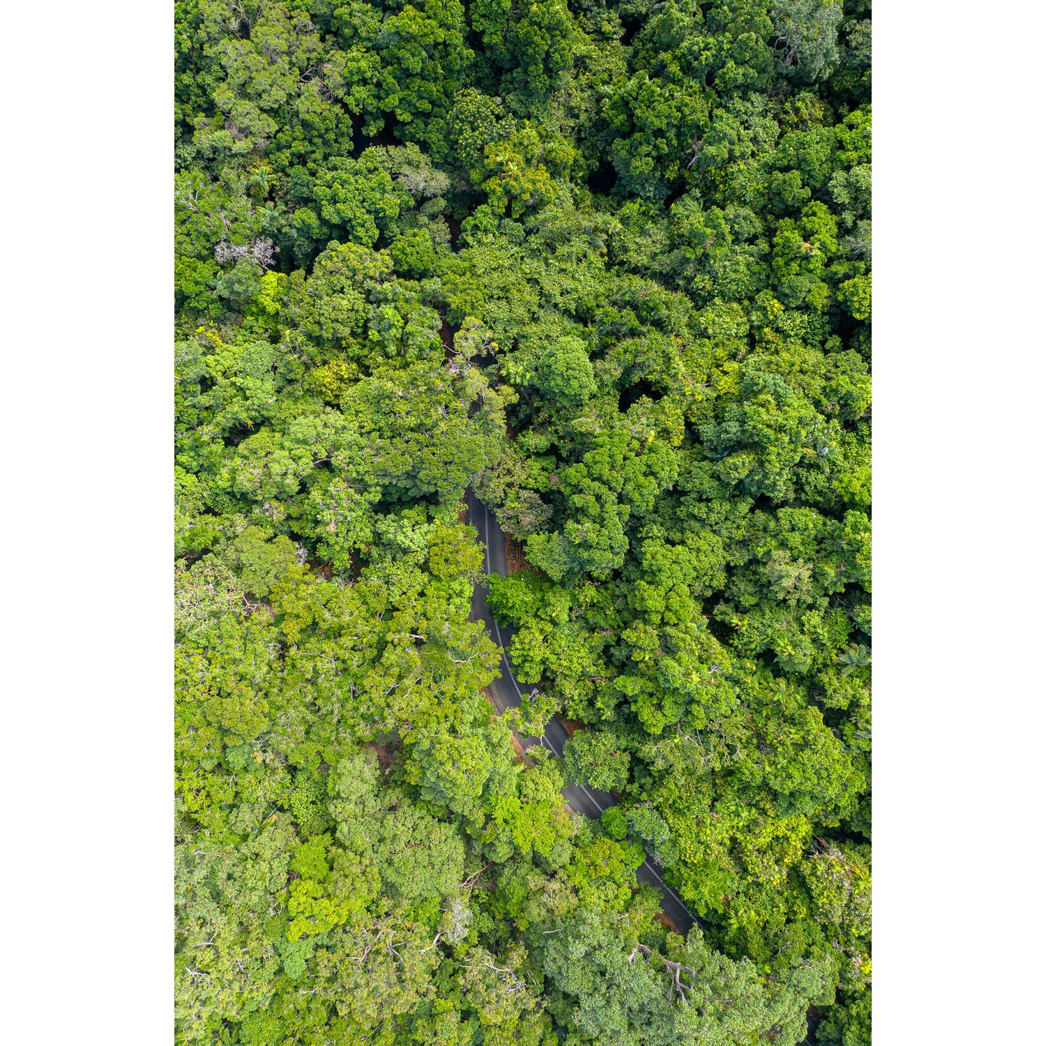 Cape Tribulation Road #1 - Framed Print
