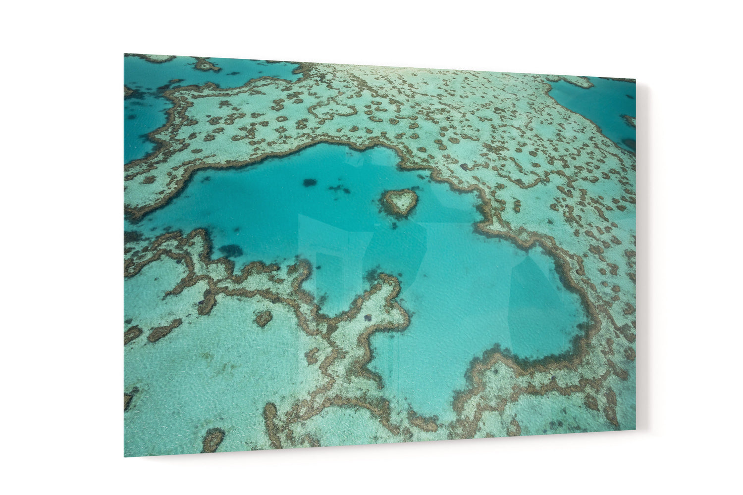 Heart Reef - Acrylic Print