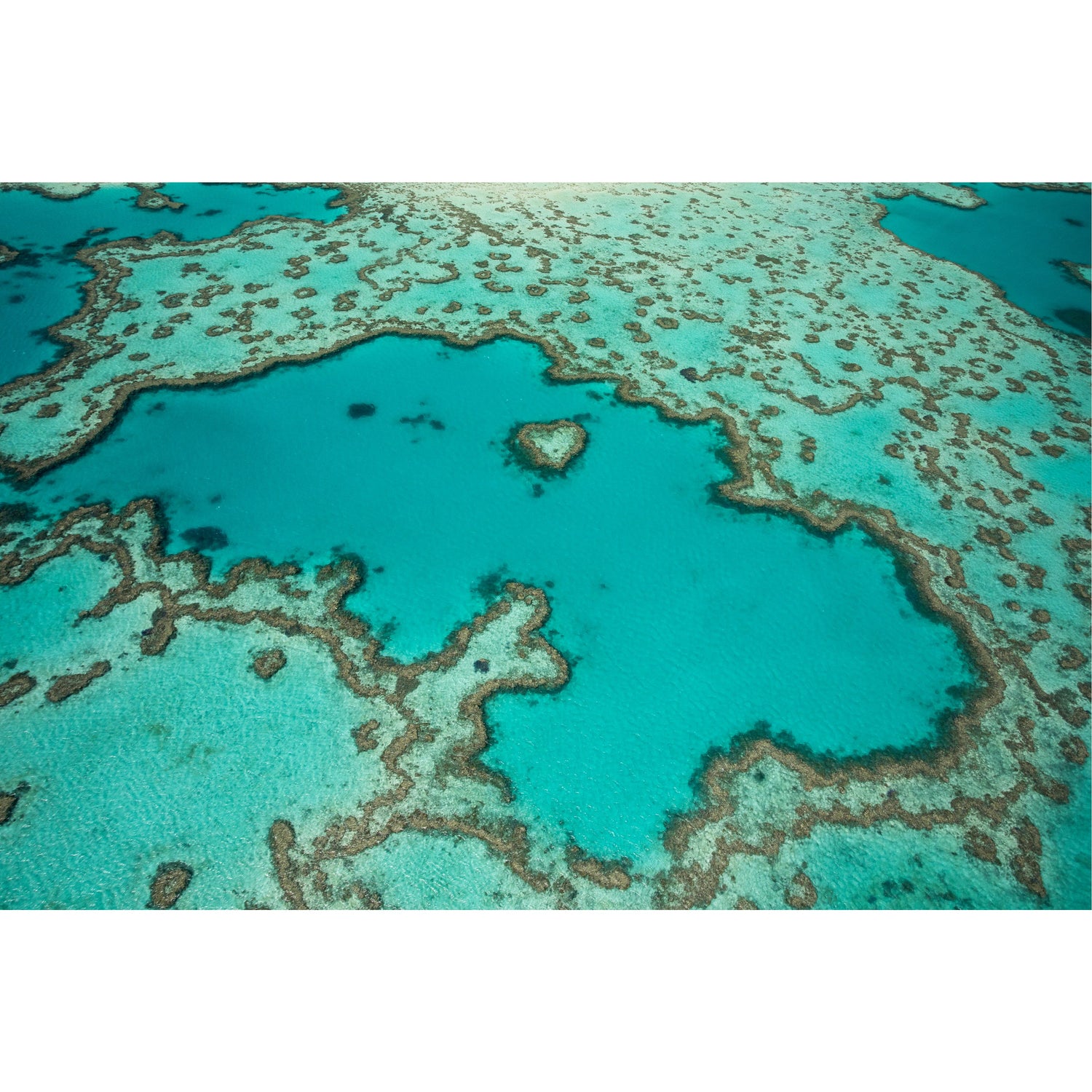 Heart Reef - Acrylic Print
