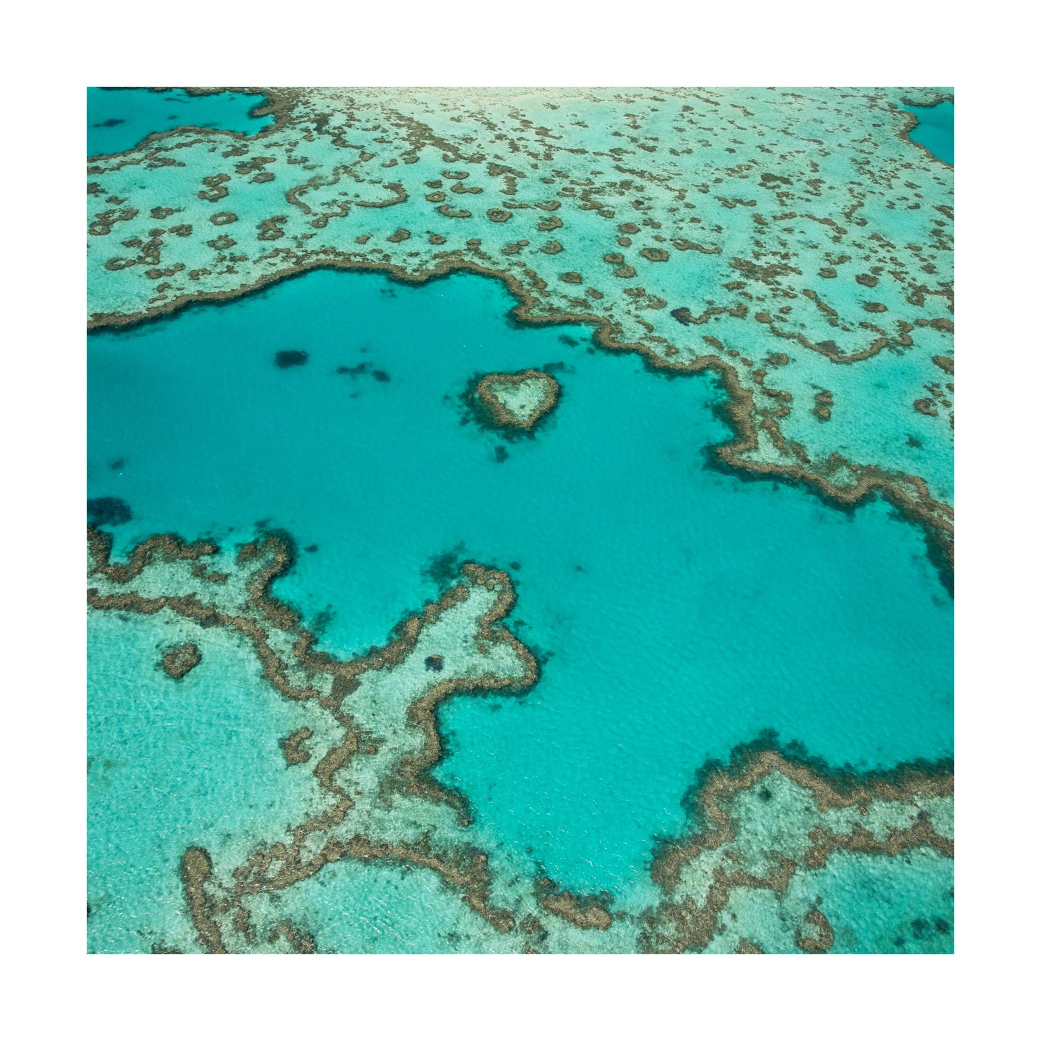 Heart Reef - Square Framed Print